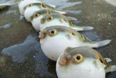 野生河豚有毒 請勿“拼死吃河豚”