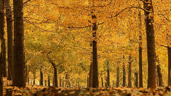 ���\�C����ӭ�����¡�������ʲô�ɫ����