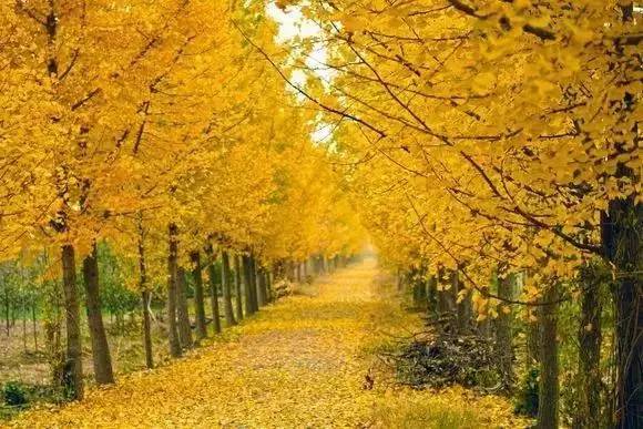 ���\�C����ӭ�����¡�������ʲô�ɫ����