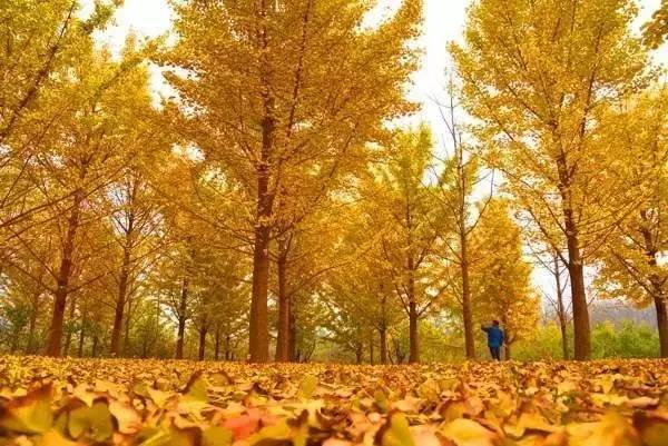 ���\�C����ӭ�����¡�������ʲô�ɫ����