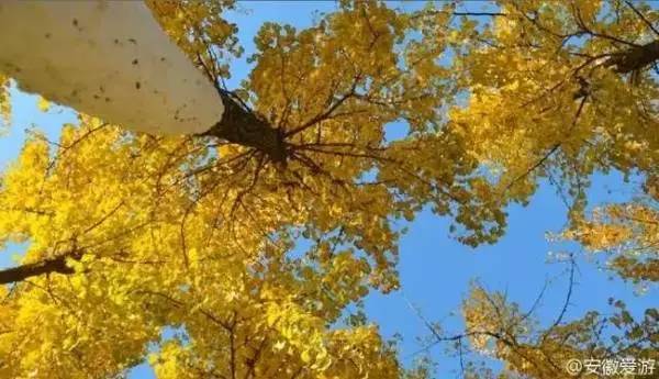 ���\�C����ӭ�����¡�������ʲô�ɫ����