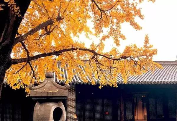 ���\�C����ӭ�����¡�������ʲô�ɫ����