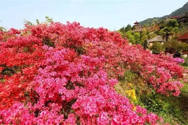 ���\�C����ӭ�����¡�������ʲô�ɫ����