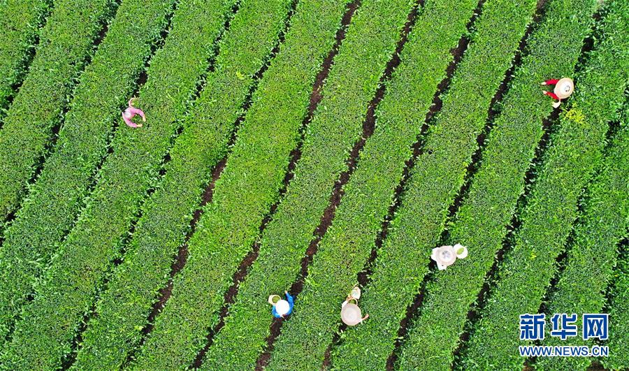 ����(j��ng)��(j��)����1���ؑc��ɽ�����Ĳɲ�æ