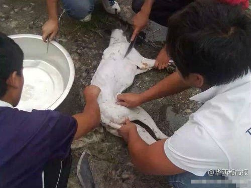 �W(w��ng)������Ű������Ƭ���ؑ�(y��ng)�Q�P(gu��n)��ƨ����