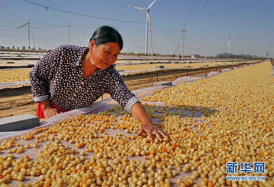 (經(jīng)濟(jì))(1)河北昌黎:可持續(xù)扇貝養(yǎng)殖助環(huán)保漁業(yè)雙贏