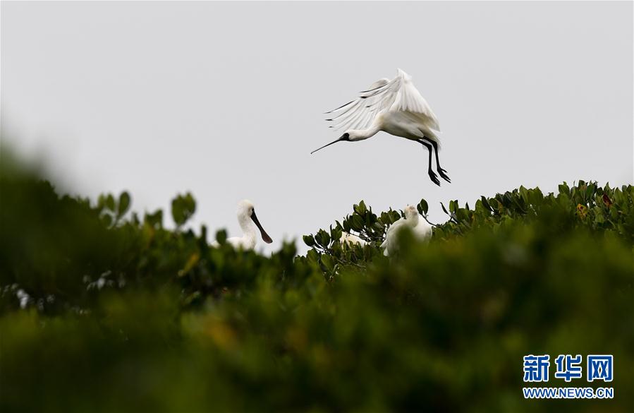 ���h(hu��n)������1���紺�����w