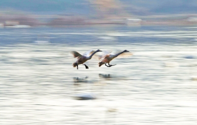  ,���l�ڳ���!���T�{�S�ӎ�^(q��)���Z����