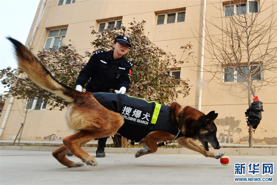 (晚報)(3)警犬“年訓(xùn)”備春運(yùn) (晚報)(3)警犬“年訓(xùn)”備春運(yùn)