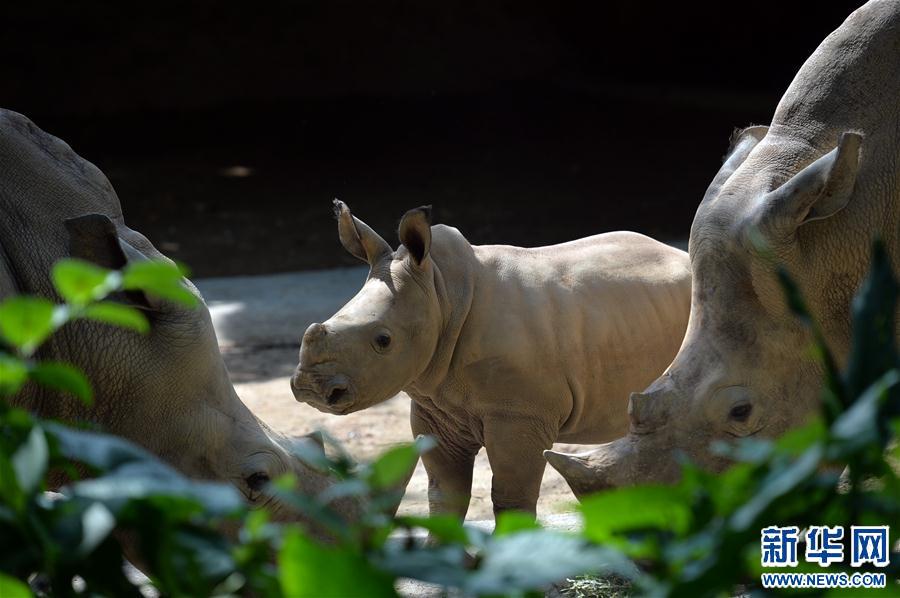 (��(gu��)�H)(1)�¼���Ұ����(d��ng)�ﱣ�����F(tu��n)2015��ӭ�����^700�^��(d��ng)��С����