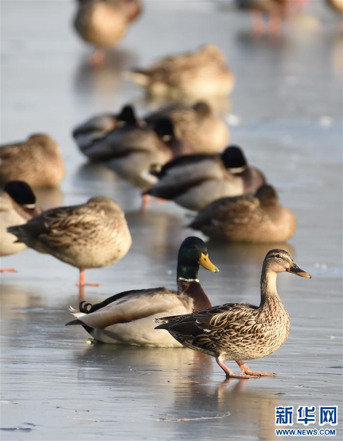 (���(b��o))(2)�������Ұ����(l��)�@