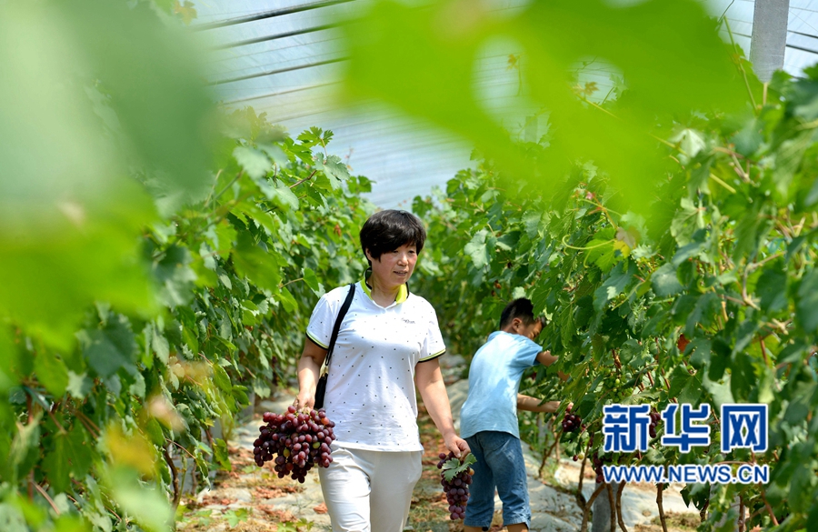 河南夏邑:葡萄熟了,游客樂(lè)了 河南夏邑:葡萄熟了,游客樂(lè)了