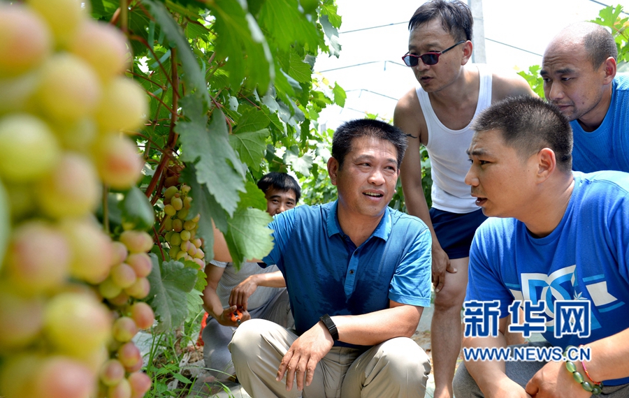 河南夏邑:葡萄熟了,游客樂(lè)了 河南夏邑:葡萄熟了,游客樂(lè)了
