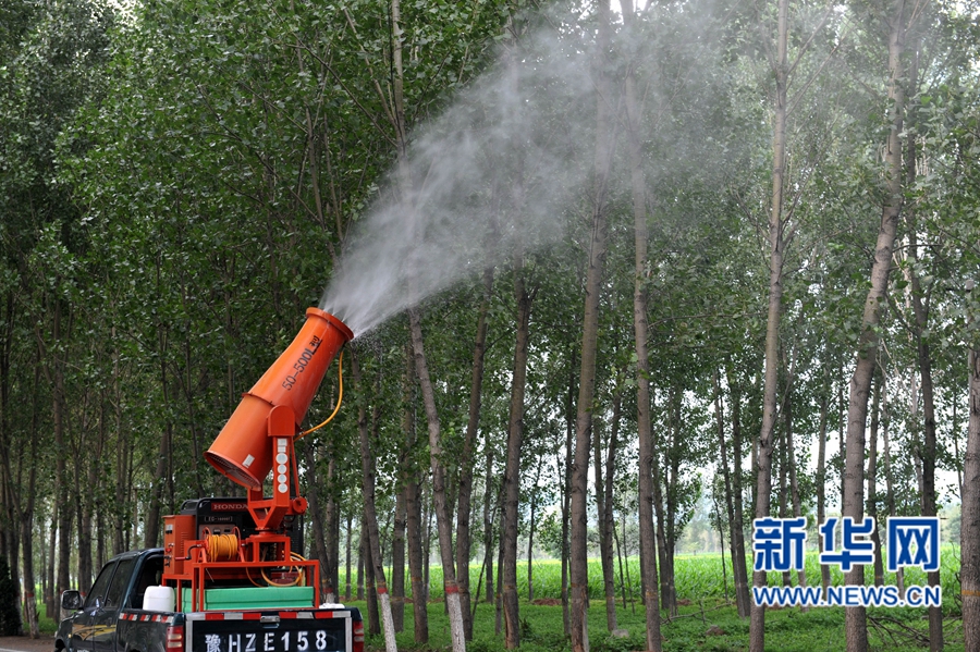 沁陽(yáng):人工圍剿楊樹(shù)食葉害蟲(chóng) 沁陽(yáng):人工圍剿楊樹(shù)食葉害蟲(chóng)