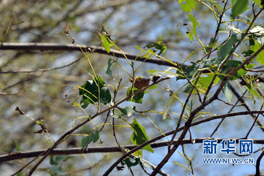 沁陽(yáng):人工圍剿楊樹(shù)食葉害蟲(chóng) 沁陽(yáng):人工圍剿楊樹(shù)食葉害蟲(chóng)