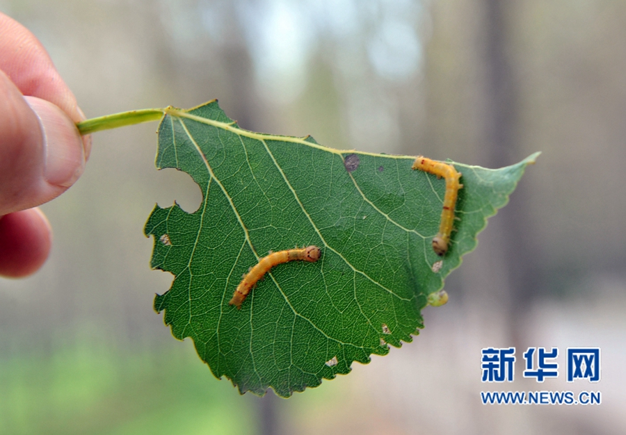沁陽(yáng):人工圍剿楊樹(shù)食葉害蟲(chóng) 沁陽(yáng):人工圍剿楊樹(shù)食葉害蟲(chóng)