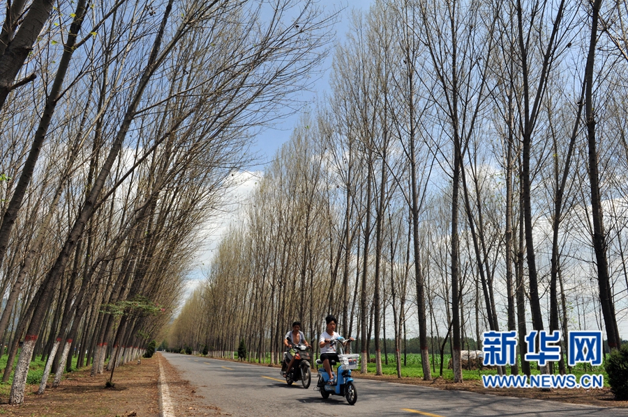 沁陽(yáng):人工圍剿楊樹(shù)食葉害蟲(chóng) 沁陽(yáng):人工圍剿楊樹(shù)食葉害蟲(chóng)