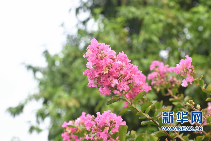 ��ޱ���_Ц����