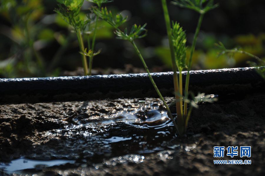 ���σ�(n��i)�S:׌ÿһ��ˮ���l(f��)�]���Ч��