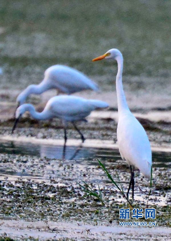 �������(y��ng):��ˮ�{(l��n)�� ���C֮��