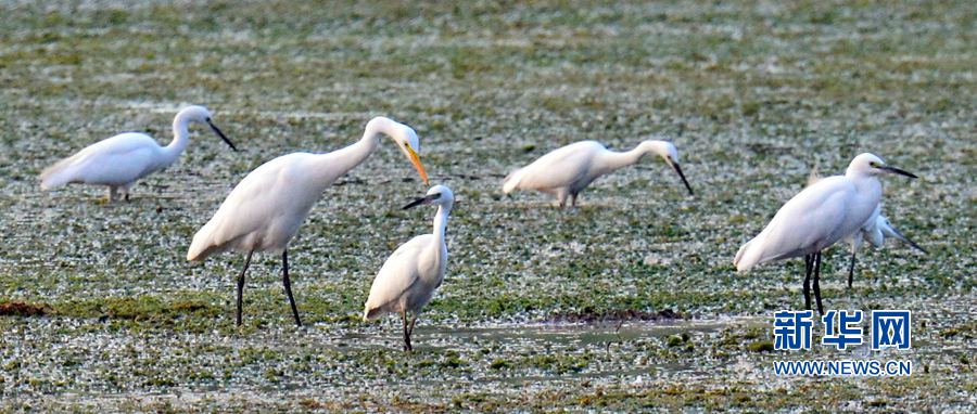 �������(y��ng):��ˮ�{(l��n)�� ���C֮��