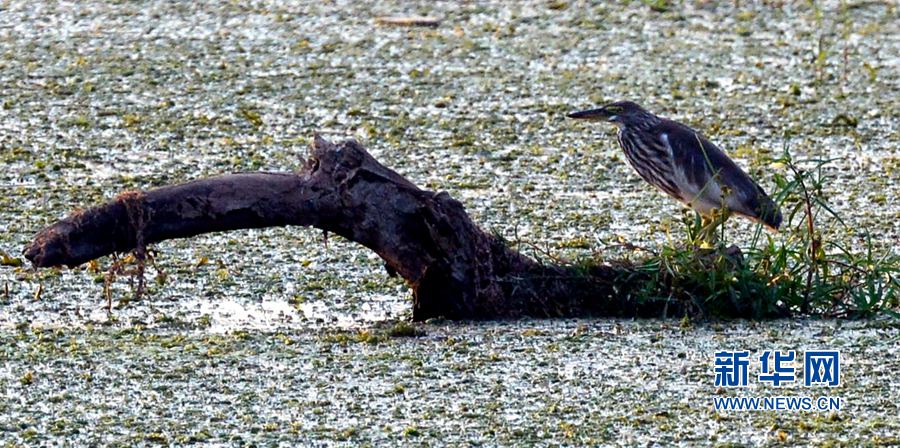 �������(y��ng):��ˮ�{(l��n)�� ���C֮��