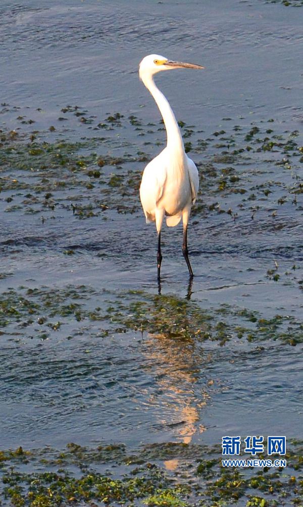 �������(y��ng):��ˮ�{(l��n)�� ���C֮��