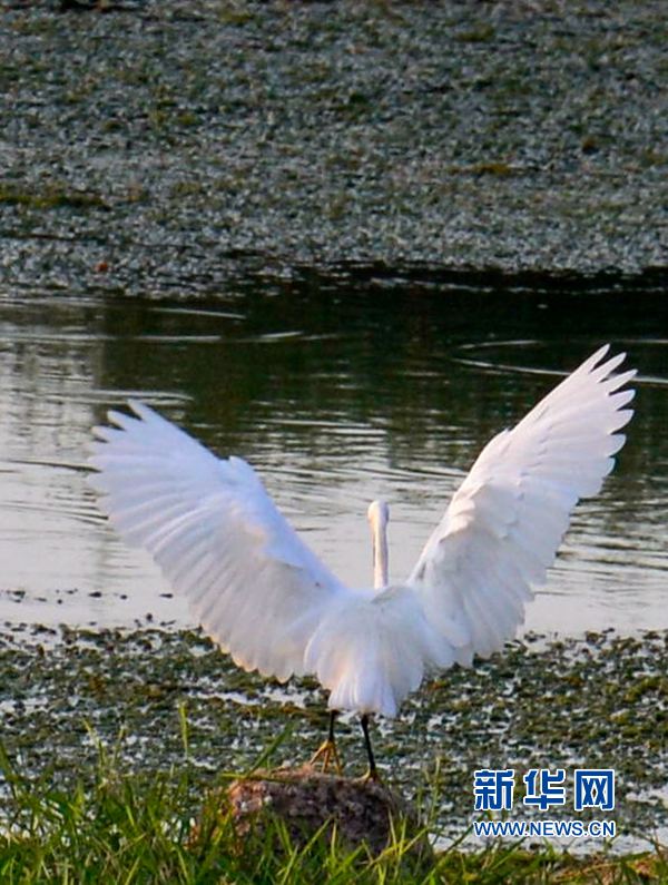 �������(y��ng):��ˮ�{(l��n)�� ���C֮��