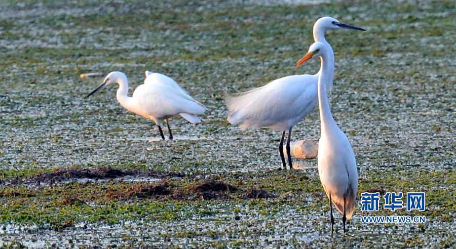 �������(y��ng):��ˮ�{(l��n)�� ���C֮��