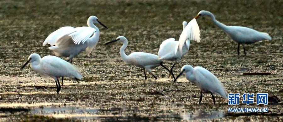 �������(y��ng):��ˮ�{(l��n)�� ���C֮��