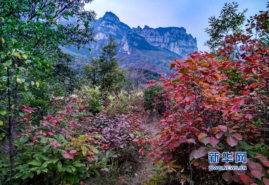 ���ϰ��(y��ng)����̫��ɽ�ϼt�~�MȾ