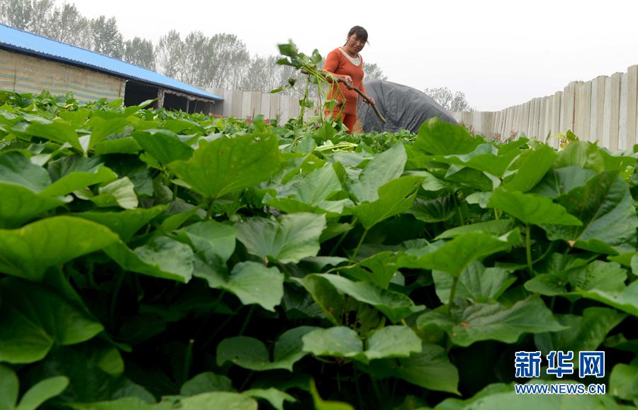 ؚ�������B(y��ng)ţӛ