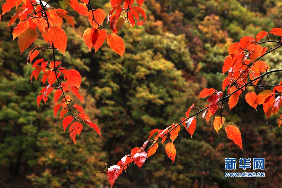 ��۰���ɽ��һĨ�t