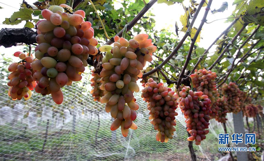 ���W(w��ng)�j(lu��)ý�w���D(zhu��n)�ġ��������ݣ����a(ch��n)�I(y��)��ؚ�����r(n��ng)��