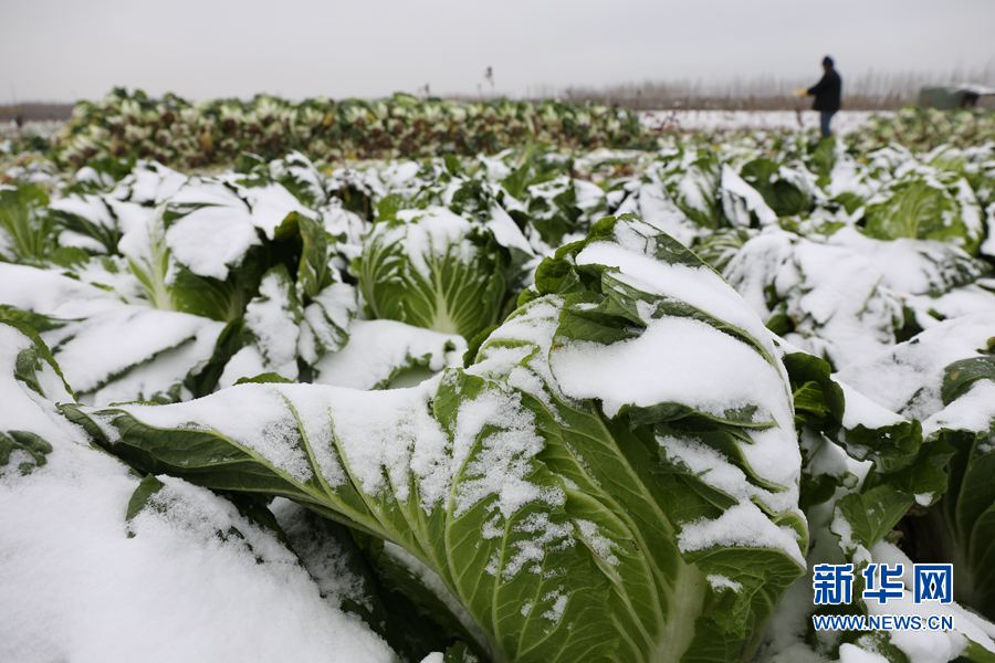 �������(qu��n):��(f��)�������L����ײ� �r(n��ng)��ðѩ��ժ