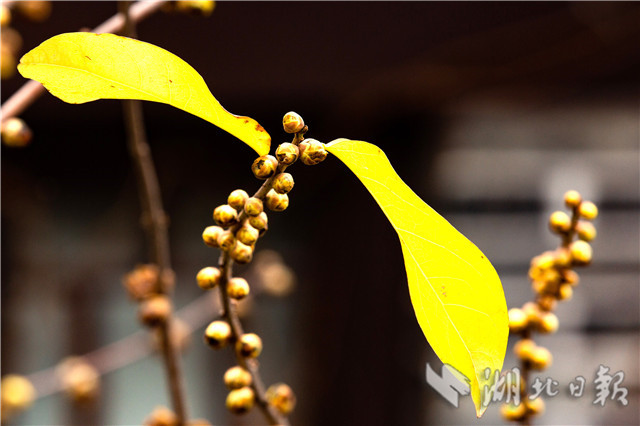 12��26�����ں������w��ԭ���ﾰ�^(q��)��ԭ���(n��i)�Ĕz��Ϟ÷��