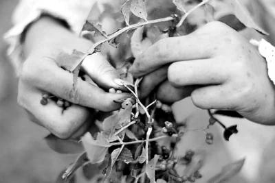 “花椒女孩”的勵(lì)志暑假走紅網(wǎng)絡(luò)