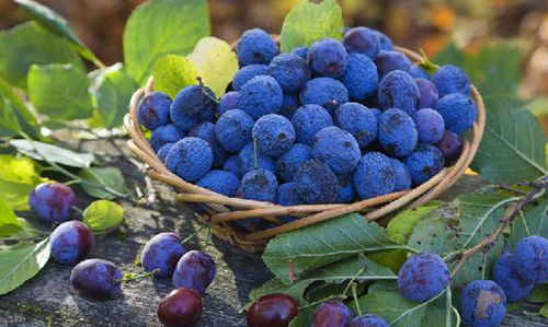 �X�׽�������������@15�N��Ȼʳ������a(b��)�X��