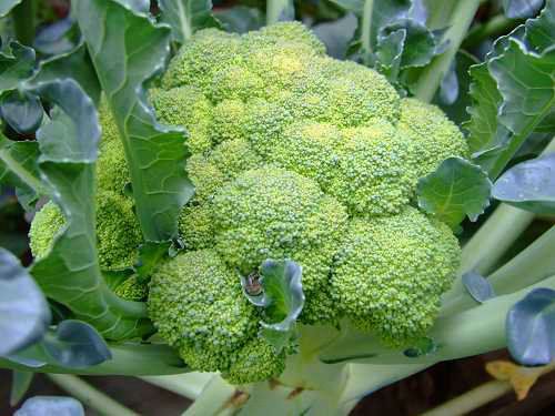 �X�׽�������������@15�N��Ȼʳ������a(b��)�X��