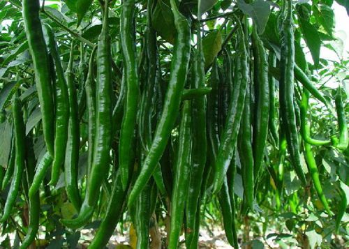 �X�׽������ˣ�����@15�N��Ȼʳ������a(b��)�X��