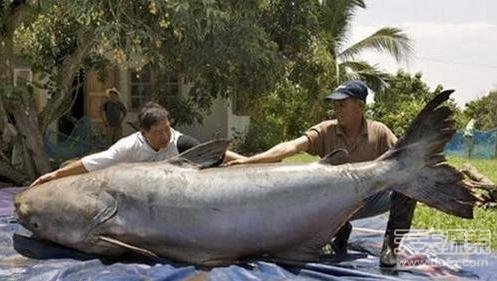 �LҊ�R����������ʮ��ֻ���ľޟo�Ԅ���