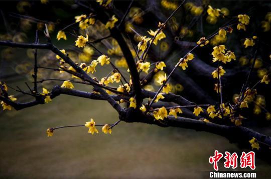 �Ͼ��ɽ�L(f��ng)���^(q��)��(n��i)��Ϟ÷��÷�����p÷���G�����������ա���÷�� �z