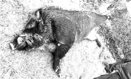 ���L(zh��ng)2��Ұ�i��ɽ�y�Z �����_20���������(�D)