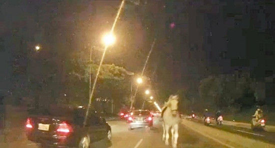 兩匹馬逃離馬場(chǎng)撞斷轎車(chē)后視鏡闖完禍“回家”