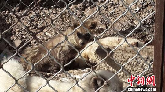 ��������ɭ�ֹ����һذ���ֻ������؂��40ֻ����