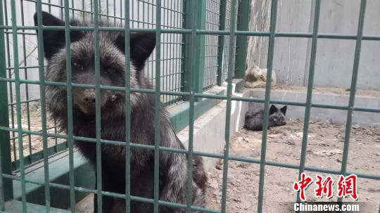 ���֫@�ȵķ����������ڱ�����Ұ��������o���Ľ��ܿ�����B(y��ng)��Ŀǰ�ѱ��ͻ�ԭ�B(y��ng)ֳ�����D���ڸ��x�\��ĺ�؂�����Ǻ��� �z