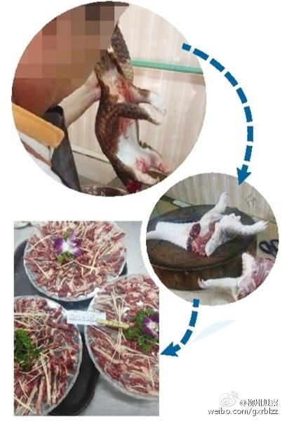 現(xiàn)場宰殺穿山甲