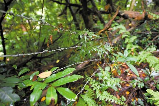 ���ų������܇����F�z�W(w��ng)���o(h��)����߀����͵�I�߷�Խ�o(h��)���ƉĘ���