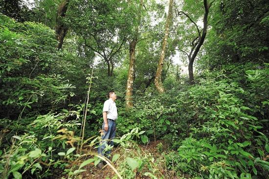 �������o(h��)���@һƬ�ų������