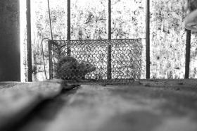 6��16�գ��Lɳ���dС�^(q��)�������u�˵ĺ��������Ȼ��һֻ���P�ڻ\�����